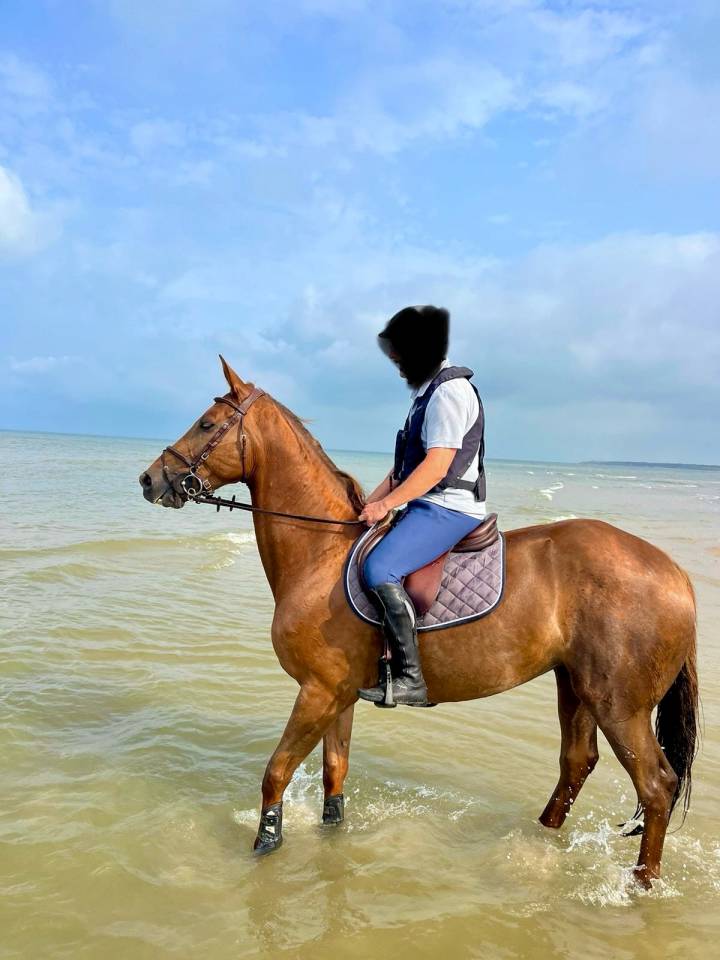 Merrie Selle Français Te koop 2013 Vos ,  KANNAN