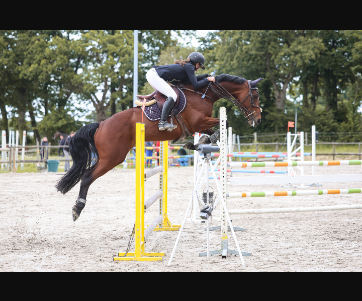 Merrie Selle Français Te koop 2015 Donker bruin / bai