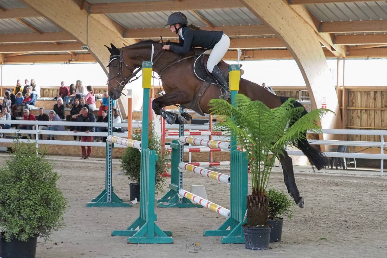 Merrie Selle Français Te koop 2015 Donker bruin / bai