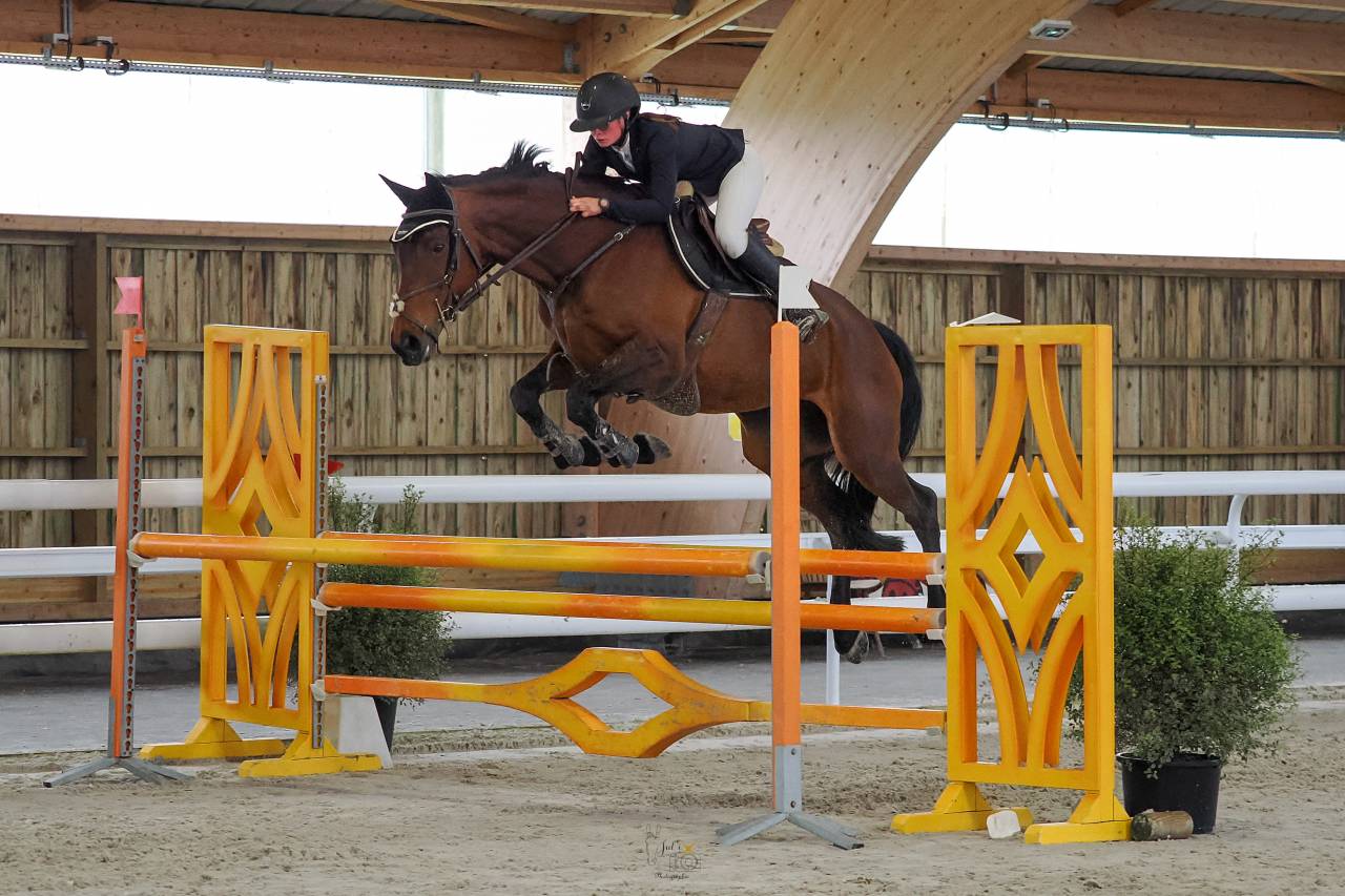 Merrie Selle Français Te koop 2015 Donker bruin / bai