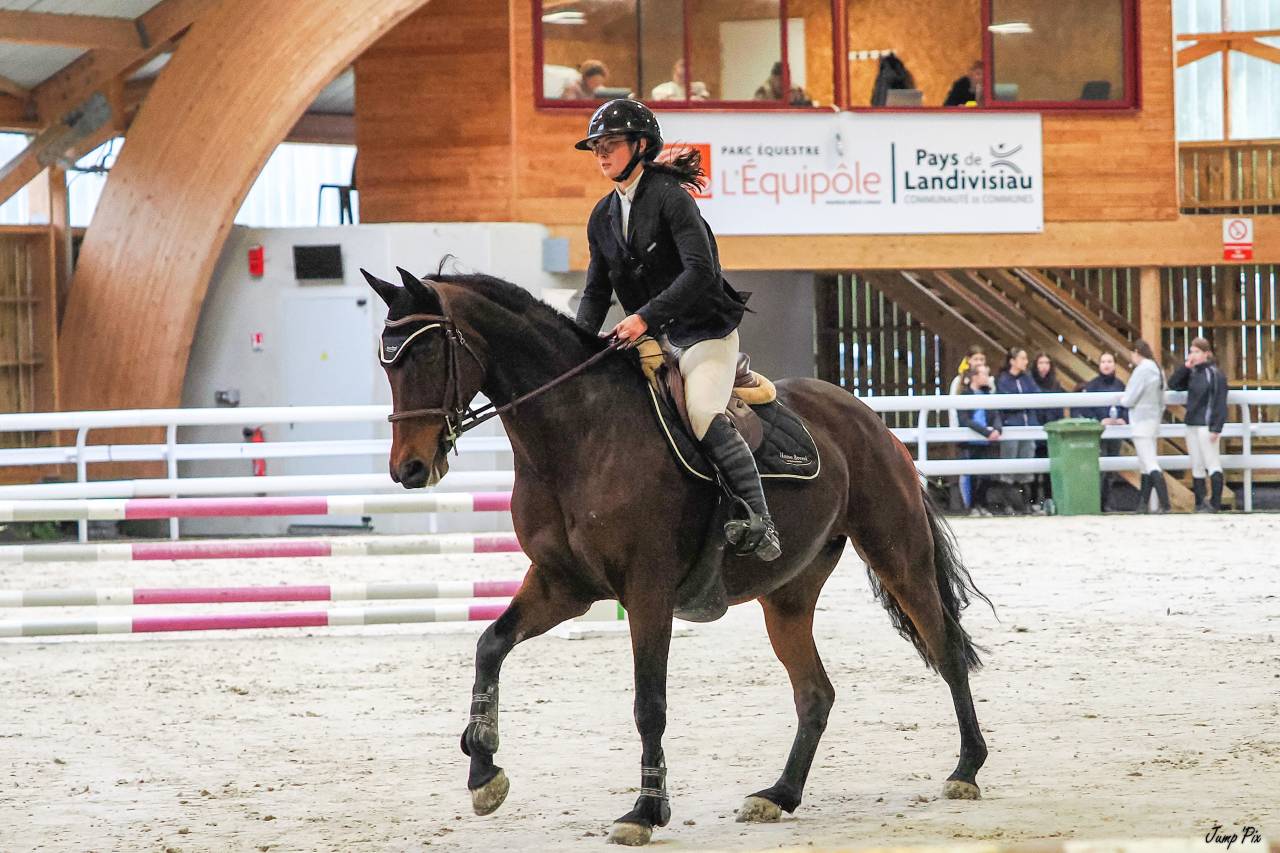 Merrie Selle Français Te koop 2015 Donker bruin / bai