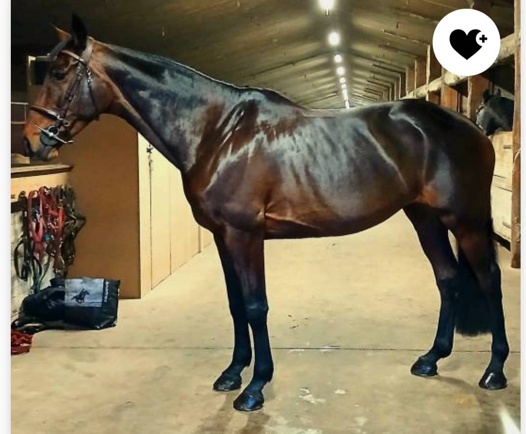 Merrie Selle Français Te koop 2015 Donker bruin / bai