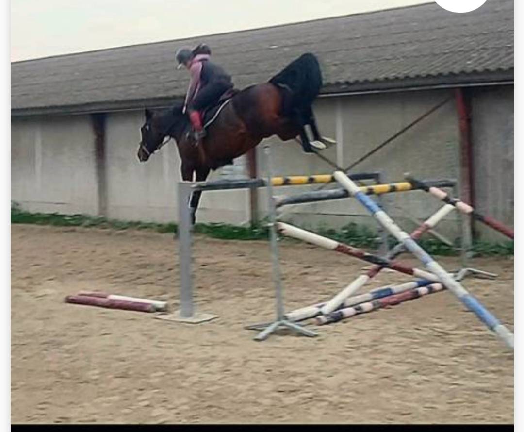 Merrie Selle Français Te koop 2015 Donker bruin / bai