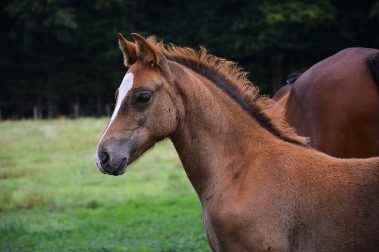 Veulen (ml) New Forest Te koop 2025 Koffie vos ,  Birkilds Balboa