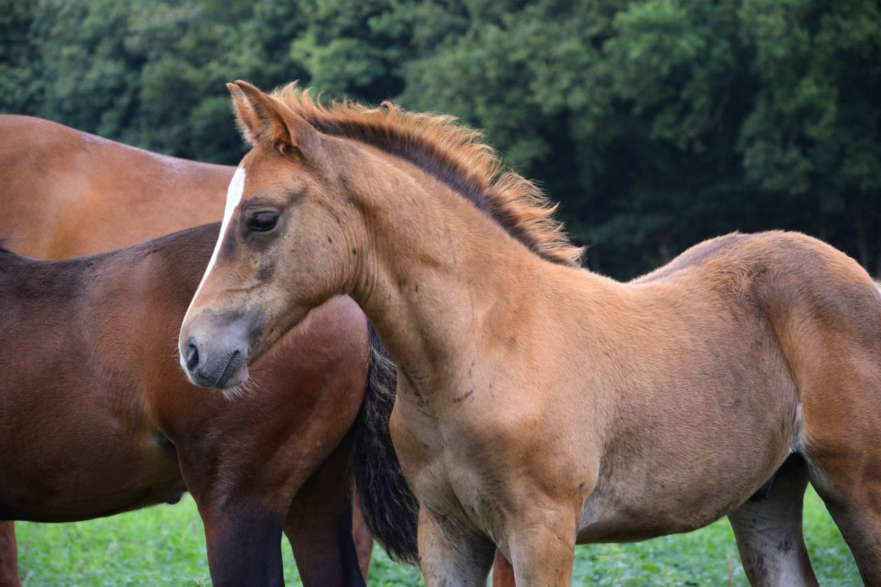 Veulen (ml) New Forest Te koop 2025 Koffie vos ,  Birkilds Balboa