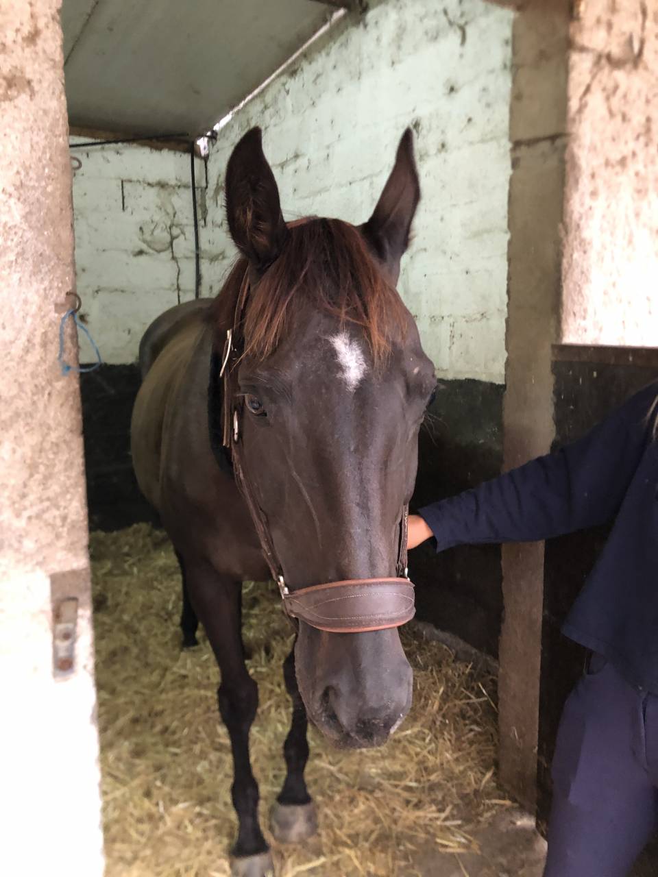 Merrie Engels volbloed Te koop 2011 Koffie vos