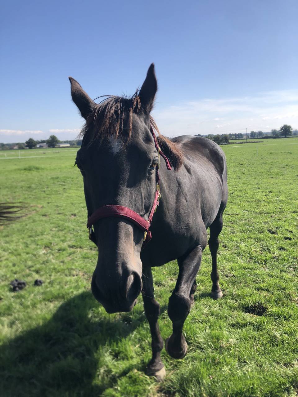 Merrie Engels volbloed Te koop 2011 Koffie vos