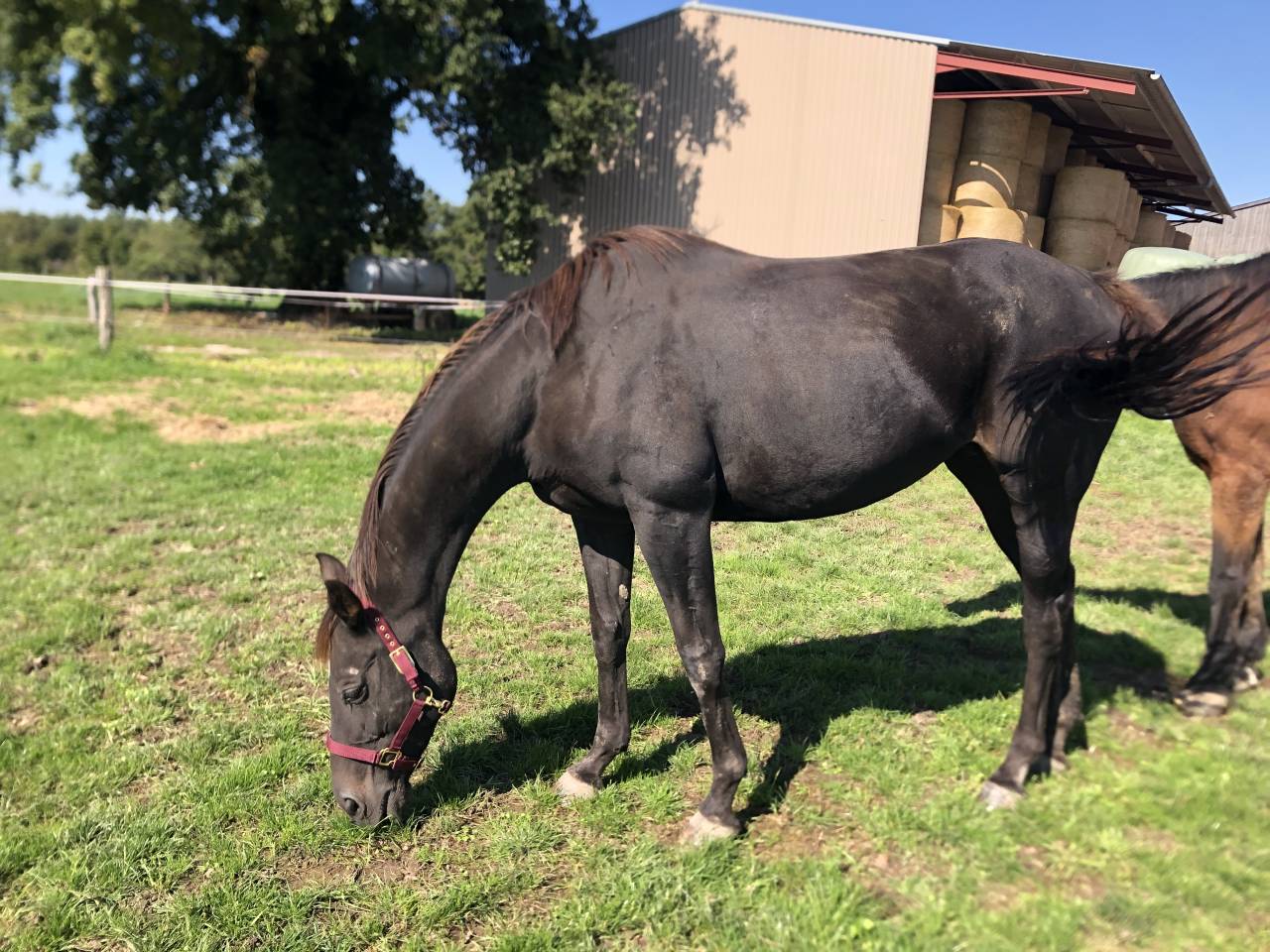 Merrie Engels volbloed Te koop 2011 Koffie vos