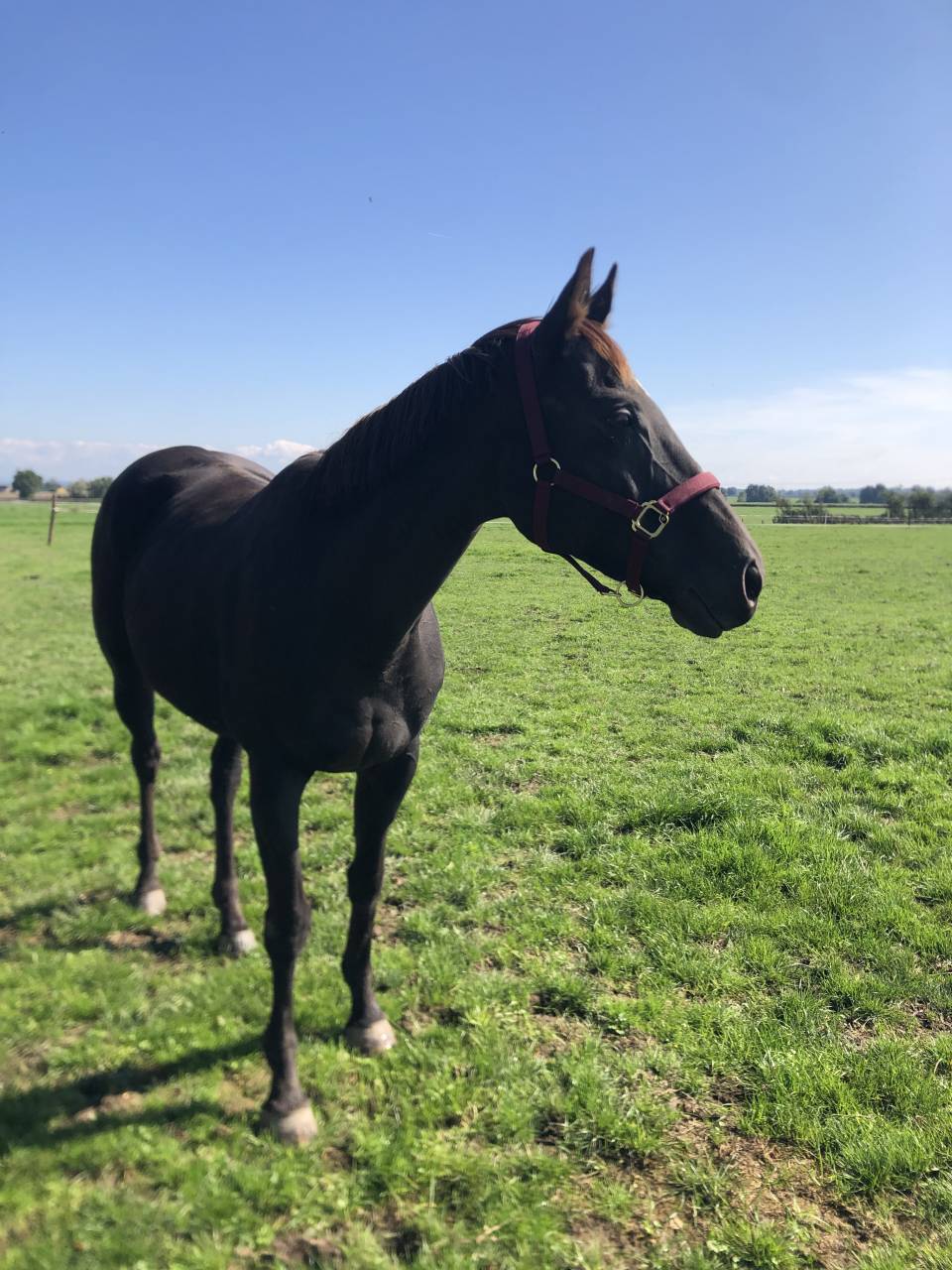 Merrie Engels volbloed Te koop 2011 Koffie vos