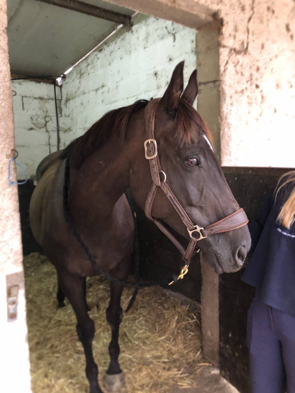 Merrie Engels volbloed Te koop 2011 Koffie vos