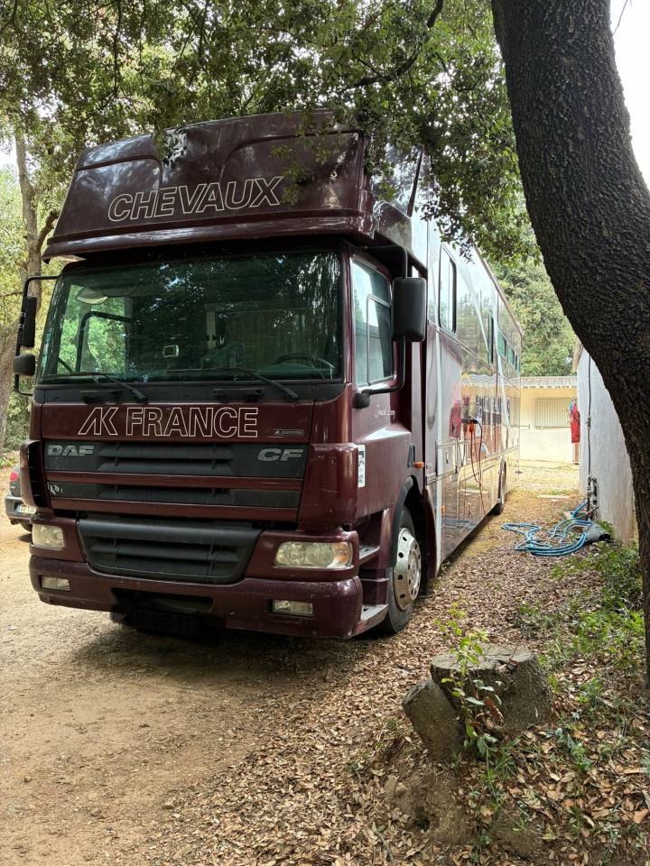 Zware paardenvrachtwagen (groot rijbewijs) Daf  2003 Tweedehands