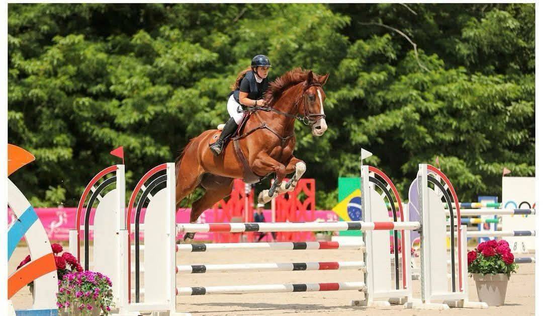 Ruin Selle Français Te koop 2013 Vos