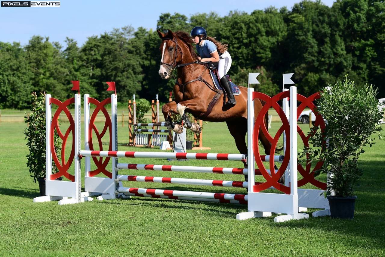 Ruin Selle Français Te koop 2013 Vos