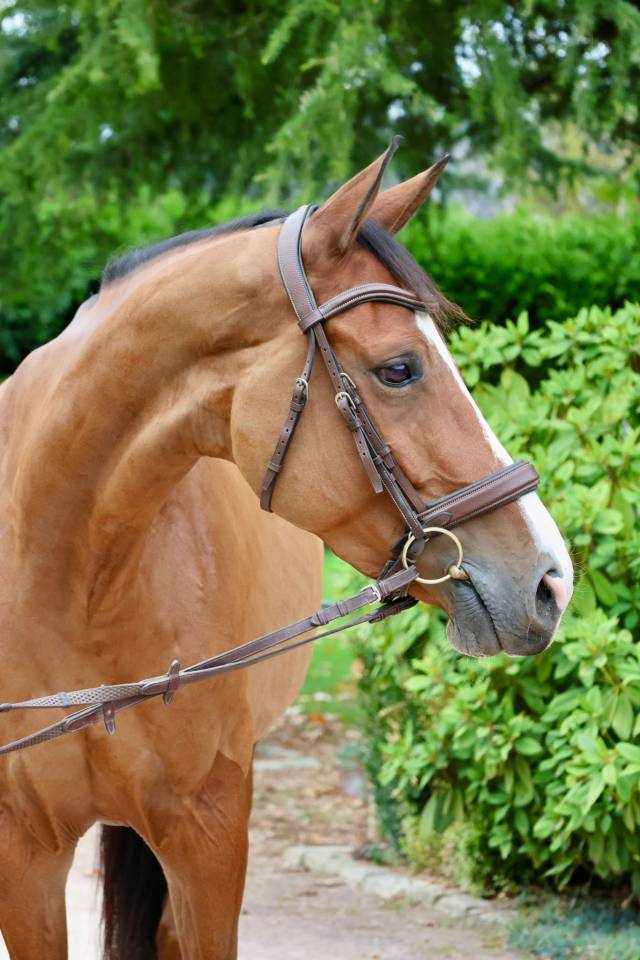 Merrie Zangersheide Te koop 2020 Donker bruin / bai ,  Halifax van het Kluizebos