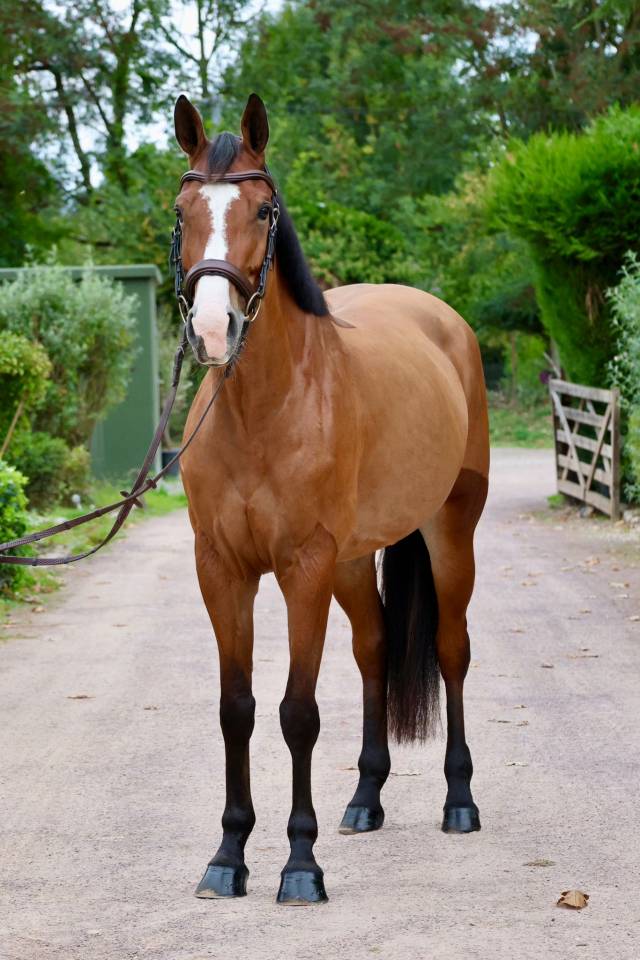 Merrie Zangersheide Te koop 2020 Donker bruin / bai ,  Halifax van het Kluizebos