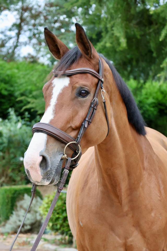 Merrie Zangersheide Te koop 2020 Donker bruin / bai ,  Halifax van het Kluizebos