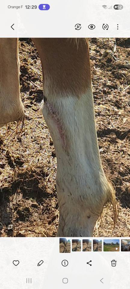 Hengst Franse rijpony PFS Delen 2023 Vos ,  Dragibus du rouget