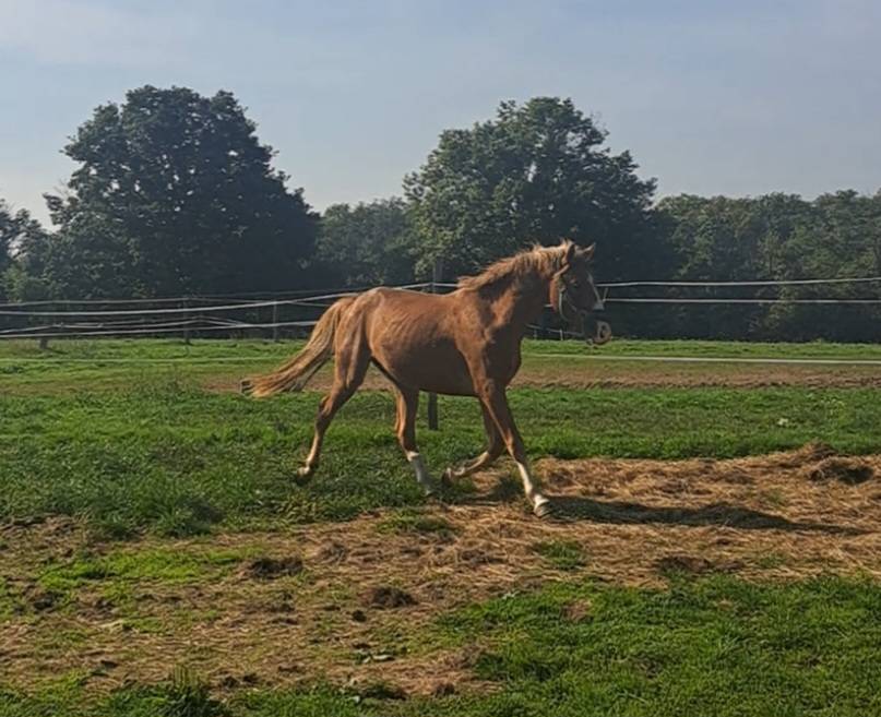 Hengst Franse rijpony PFS Delen 2023 Vos ,  Dragibus du rouget