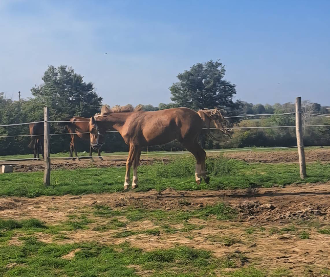 Hengst Franse rijpony PFS Delen 2023 Vos ,  Dragibus du rouget