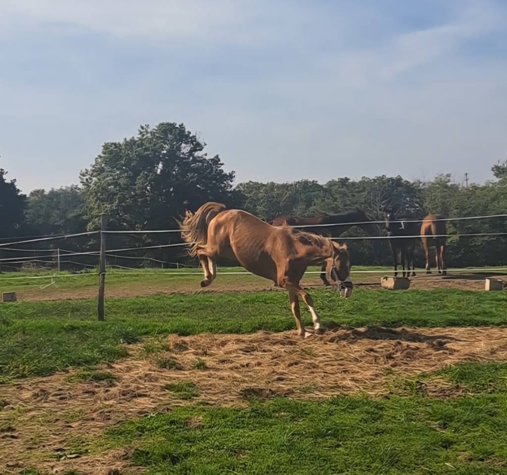 Hengst Franse rijpony PFS Delen 2023 Vos ,  Dragibus du rouget