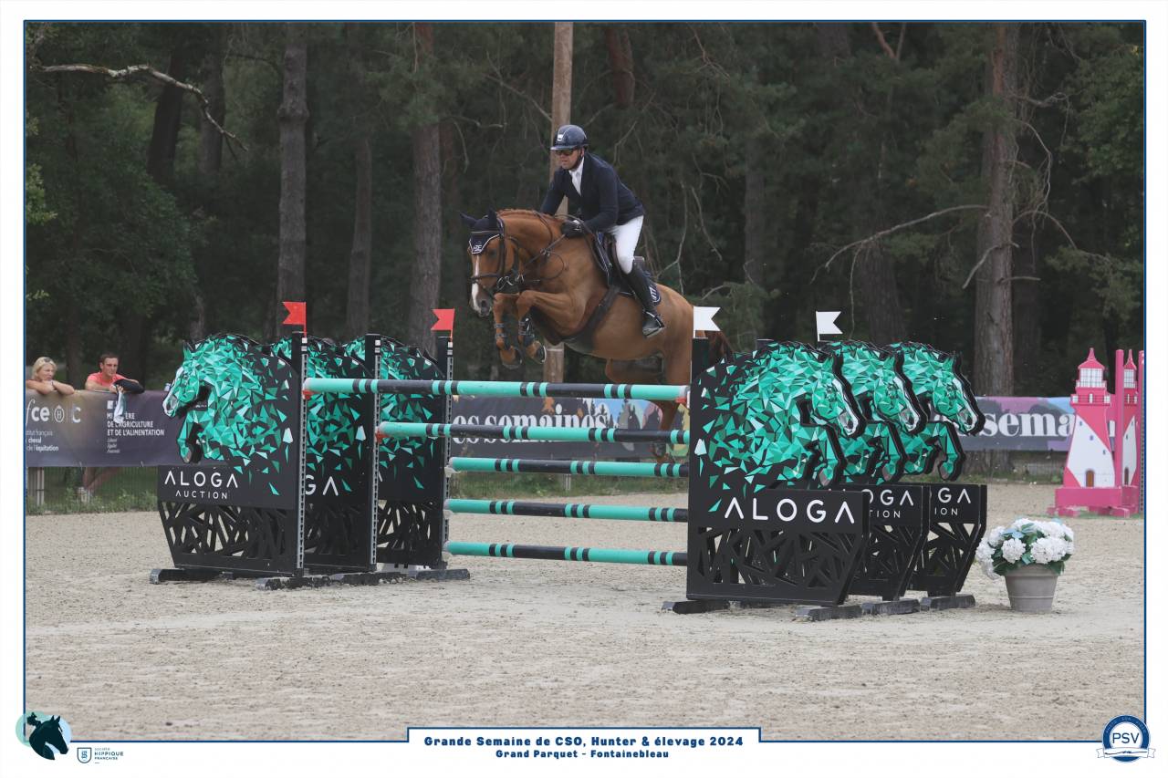 Ruin Selle Français Te koop 2017 Vos