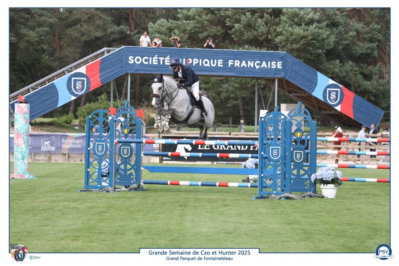 Ruin Selle Français Te koop 2019 Schimmel