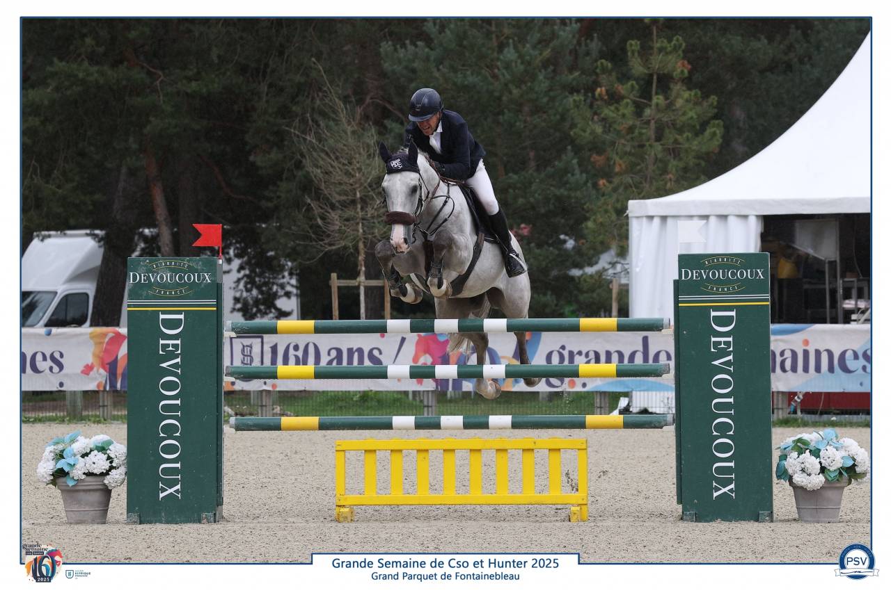 Ruin Selle Français Te koop 2019 Schimmel