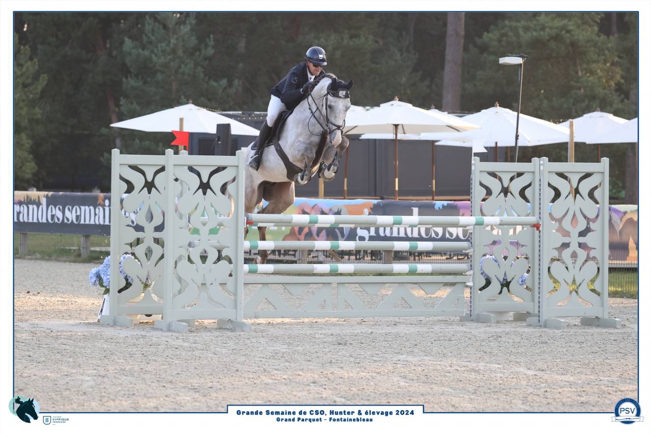 Ruin Selle Français Te koop 2019 Schimmel