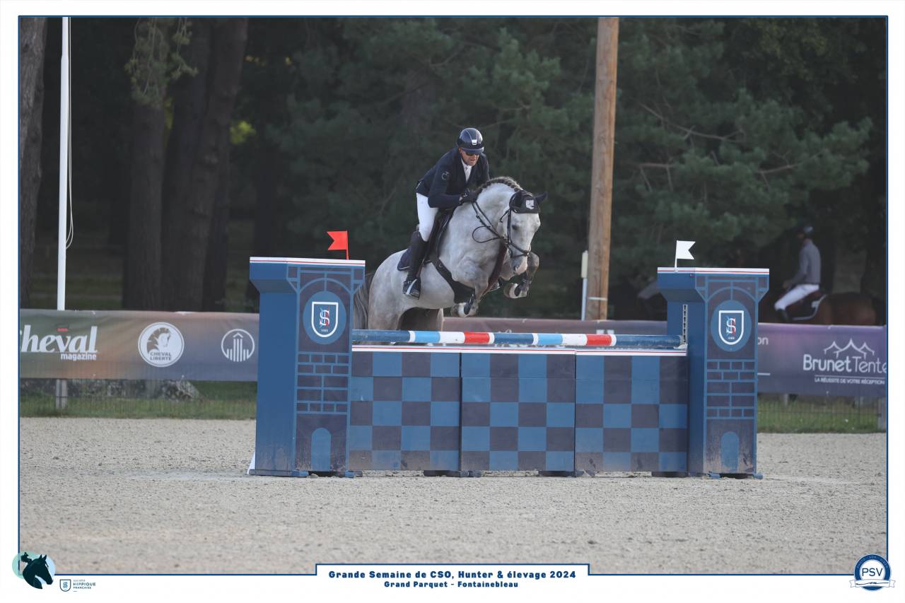 Ruin Selle Français Te koop 2019 Schimmel