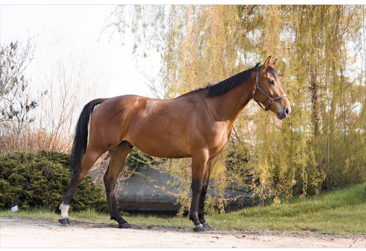 Ruin Volbloed Te koop 2018 Donker bruin / bai