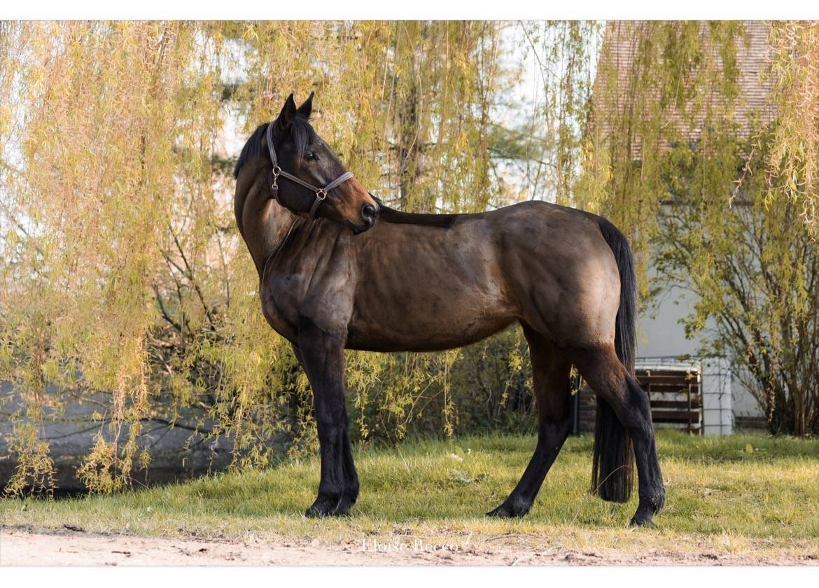 Ruin Volbloed Te koop 2018 Donker bruin / bai