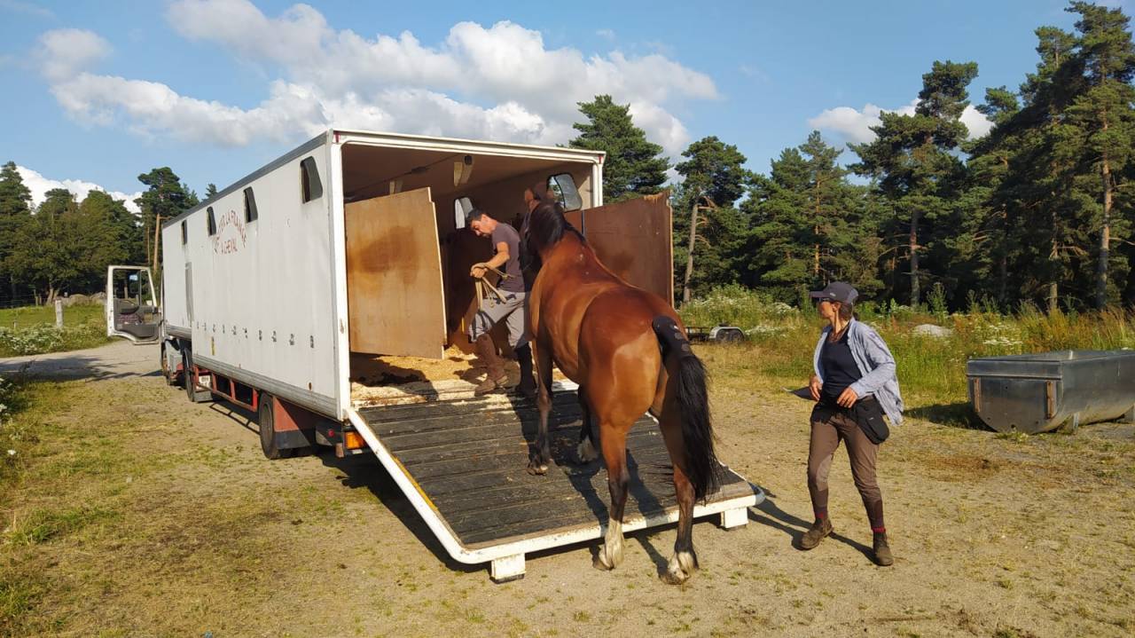 Paardentruck Iveco IVECO 1994 Tweedehands
