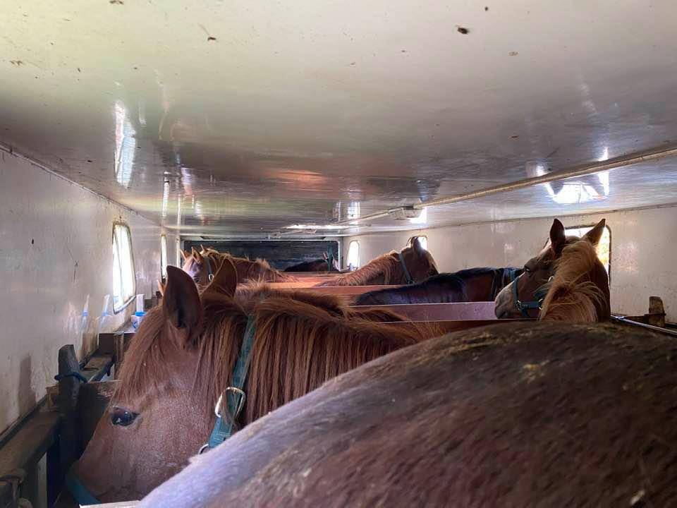 Paardentruck Iveco IVECO 1994 Tweedehands