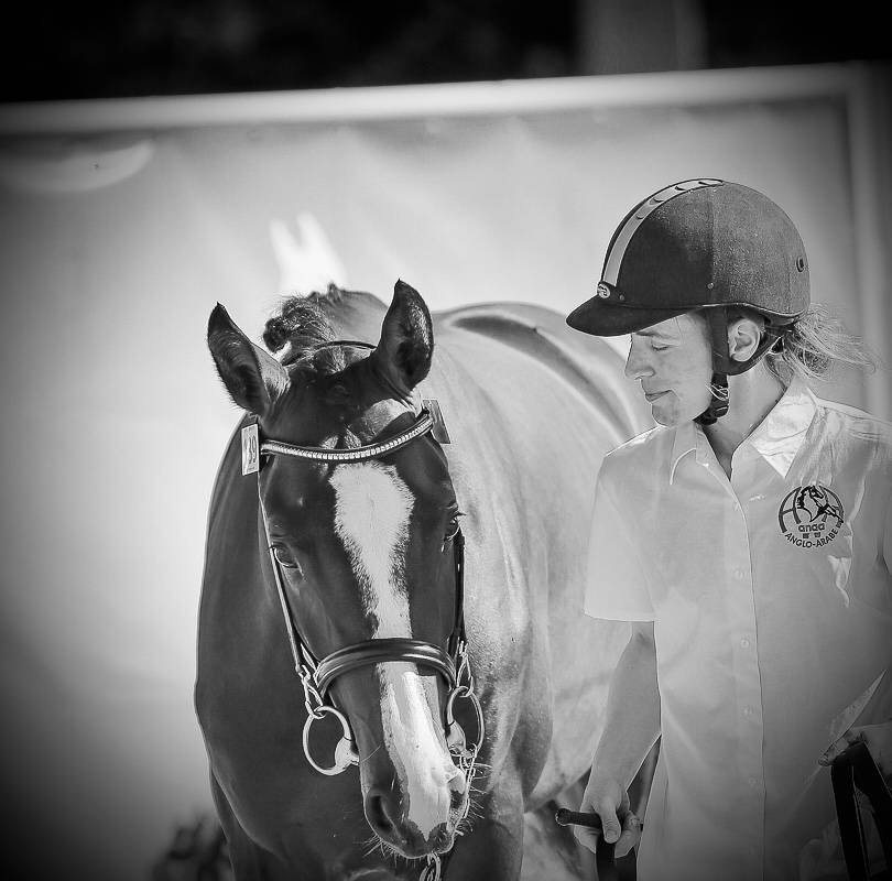 Dekhengst Anglo-Arabier Te koop 2022 Bruin / Bai ,  Eole de Pompadour