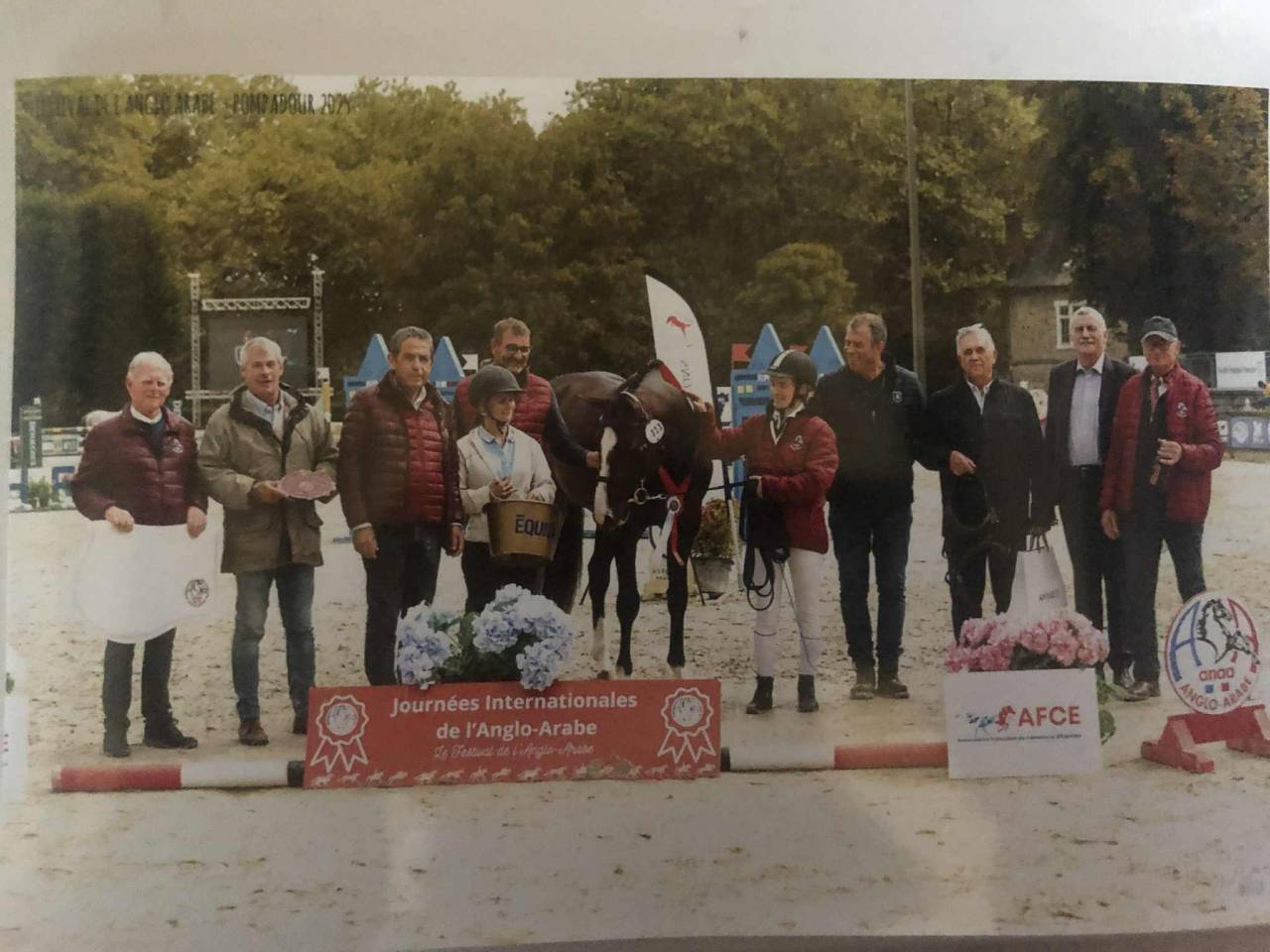 Dekhengst Anglo-Arabier Te koop 2022 Bruin / Bai ,  Eole de Pompadour