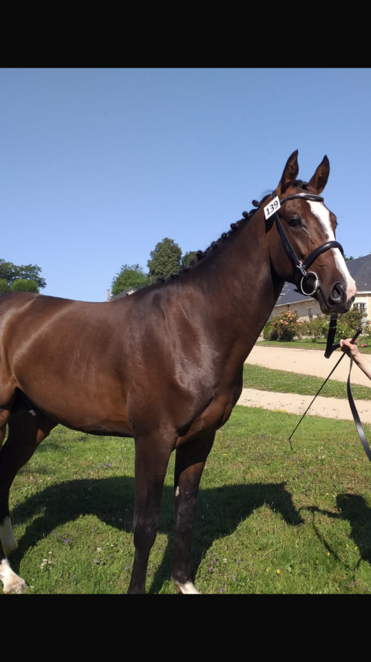 Dekhengst Anglo-Arabier Te koop 2022 Bruin / Bai ,  Eole de Pompadour