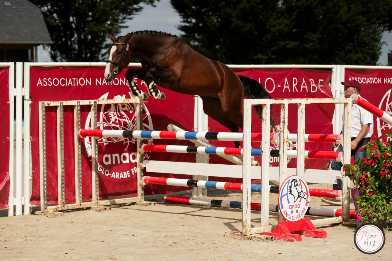 Dekhengst Anglo-Arabier Te koop 2022 Bruin / Bai ,  Eole de Pompadour