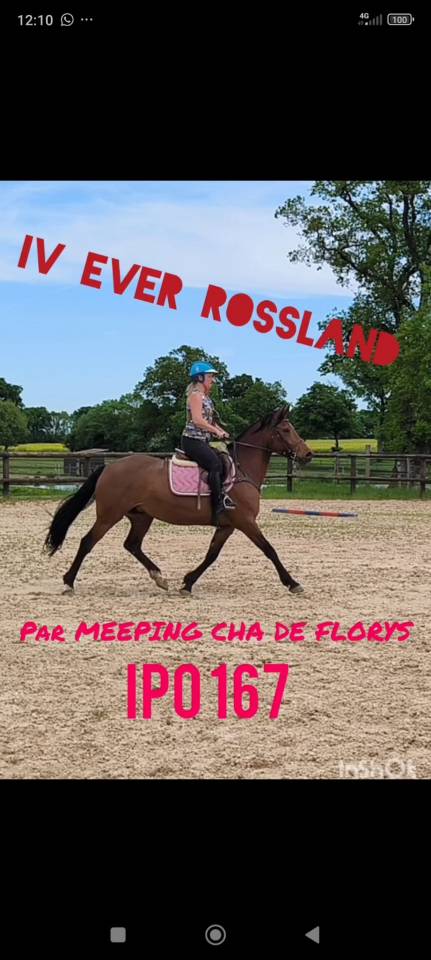 Merrie Franse rijpony PFS Te koop 2018 Donker bruin / bai ,  MEEPING CHA DE FLORYS