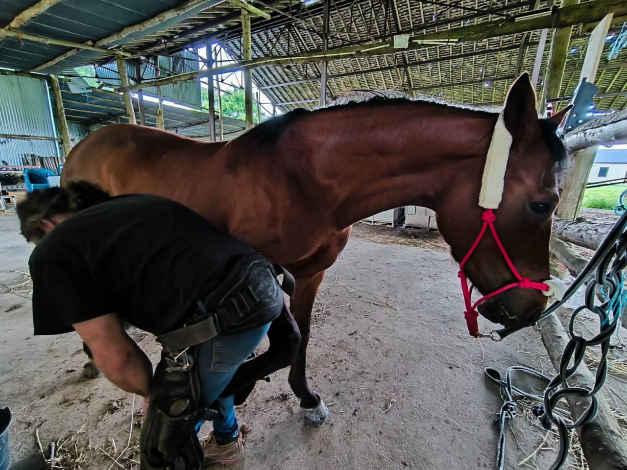 Merrie Franse rijpony PFS Te koop 2018 Donker bruin / bai ,  MEEPING CHA DE FLORYS