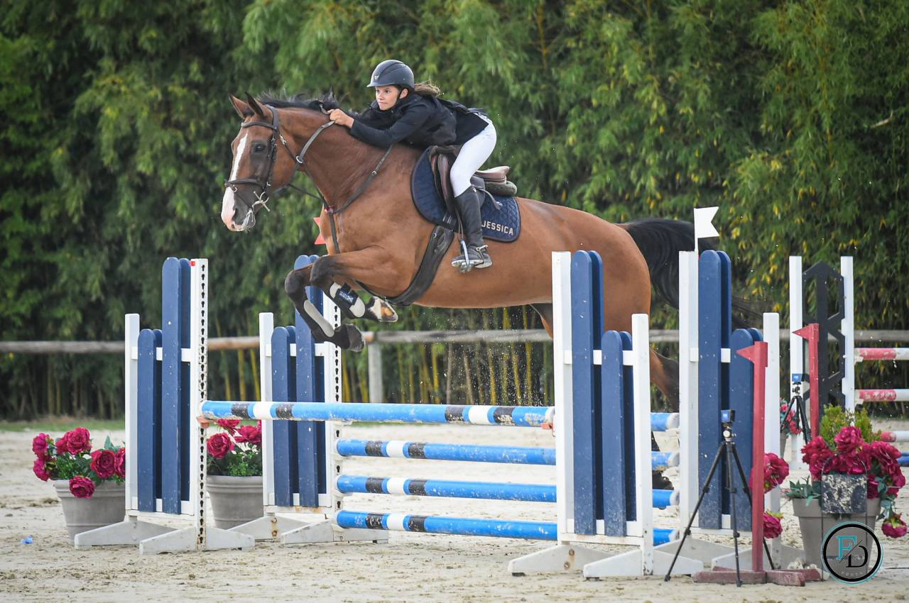 Merrie Selle Français Te koop 2012 Donker bruin / bai ,  DAMIRO B