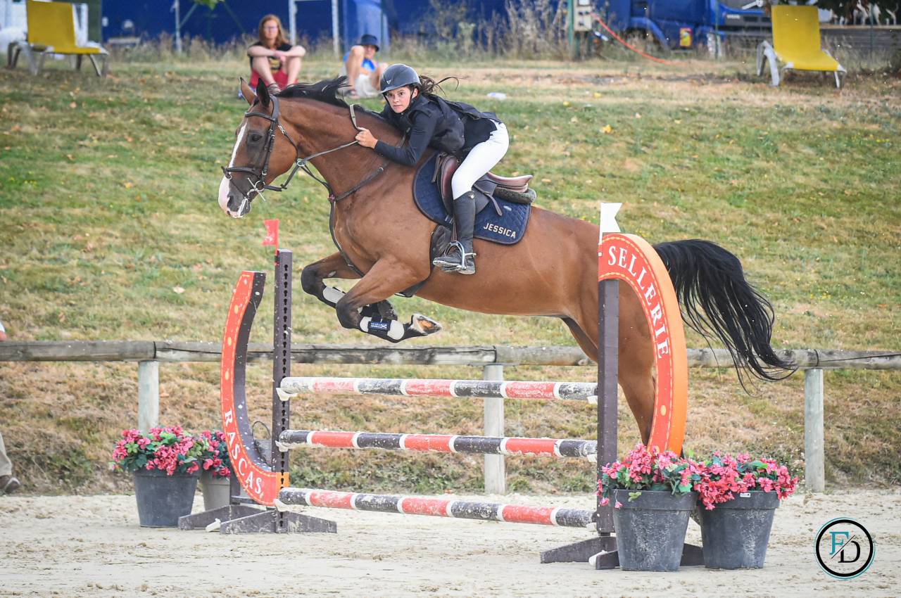 Merrie Selle Français Te koop 2012 Donker bruin / bai ,  DAMIRO B