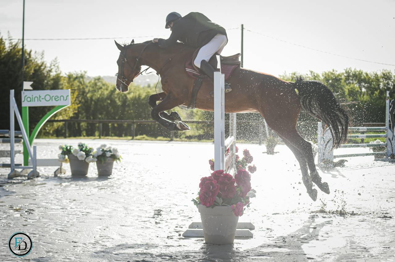 Merrie Selle Français Te koop 2012 Donker bruin / bai ,  DAMIRO B