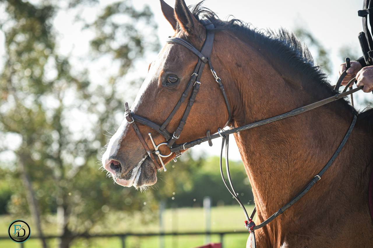 Merrie Selle Français Te koop 2012 Donker bruin / bai ,  DAMIRO B