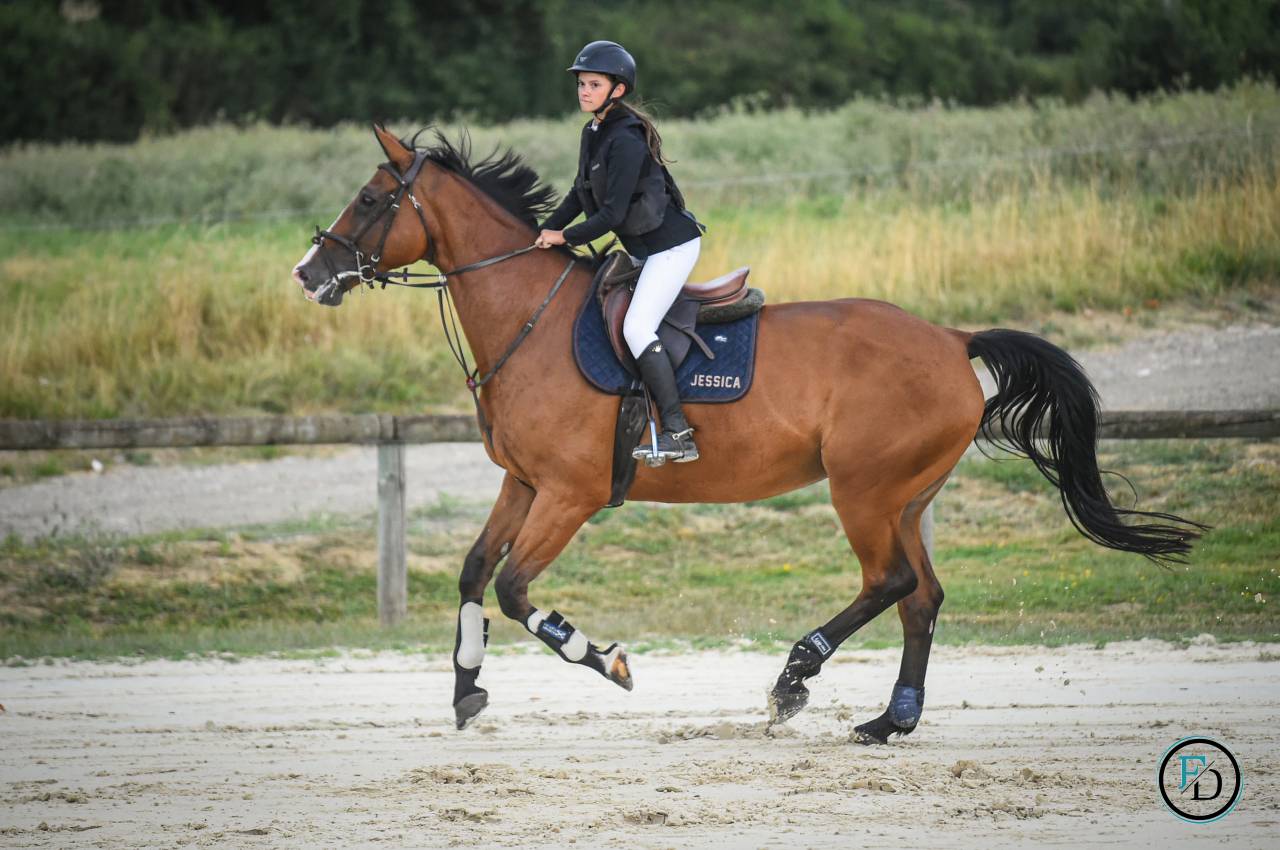 Merrie Selle Français Te koop 2012 Donker bruin / bai ,  DAMIRO B