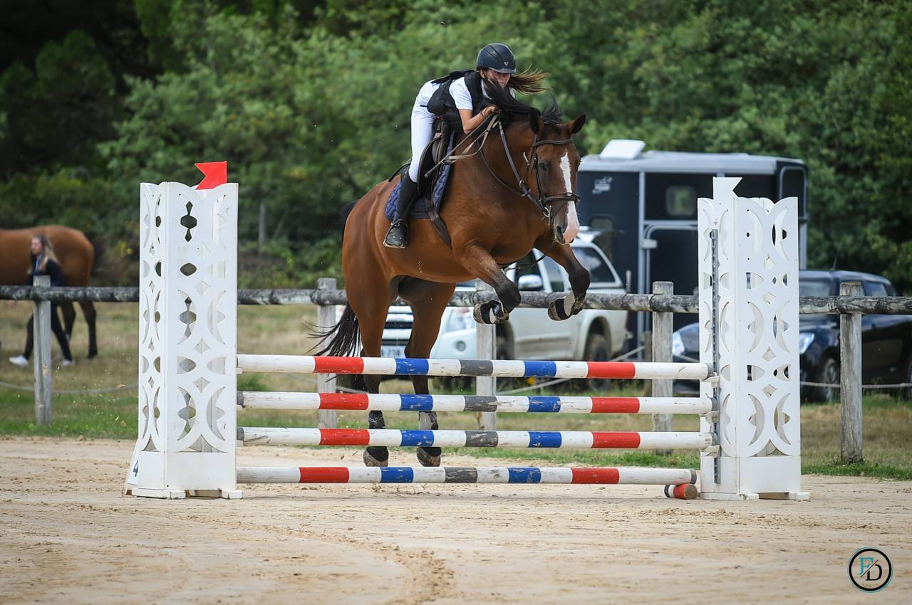 Merrie Selle Français Te koop 2012 Donker bruin / bai ,  DAMIRO B