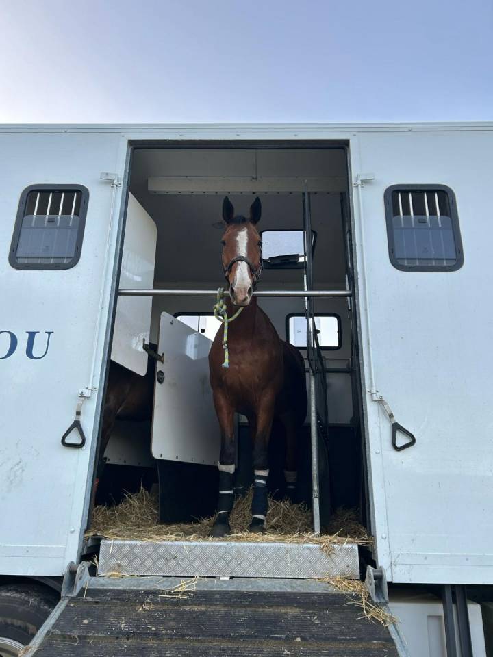 Merrie Selle Français Te koop 2012 Donker bruin / bai ,  DAMIRO B
