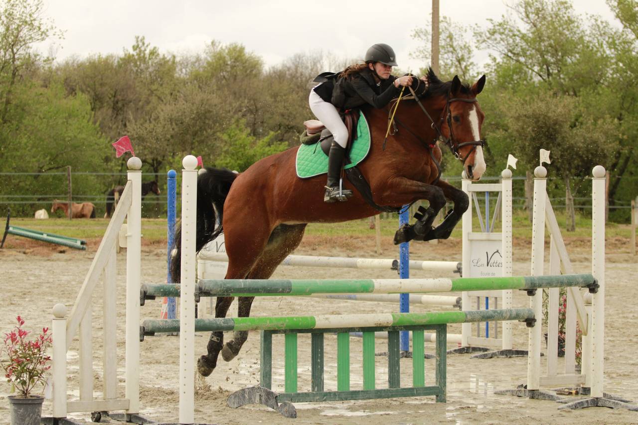 Merrie Selle Français Te koop 2012 Donker bruin / bai ,  DAMIRO B