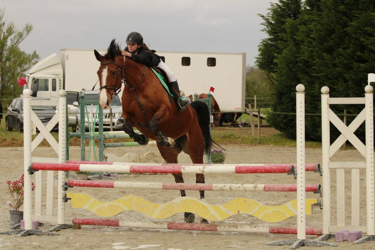 Merrie Selle Français Te koop 2012 Donker bruin / bai ,  DAMIRO B