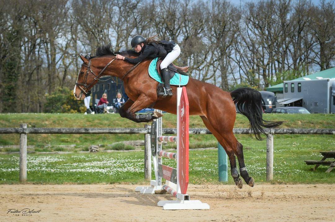 Merrie Selle Français Te koop 2012 Donker bruin / bai ,  DAMIRO B