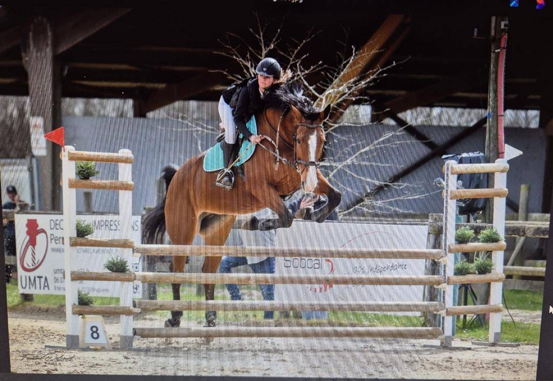 Merrie Selle Français Te koop 2012 Donker bruin / bai ,  DAMIRO B